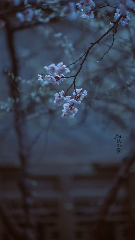 “小楼一夜听春雨，深巷明朝卖杏花。” 图.摄影师