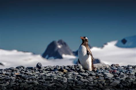体型最大的企鹅是哪种 全世界上的企鹅共有几种_华夏智能网