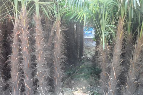 热带棕榈树图片-蓝天下的棕榈树素材-高清图片-摄影照片-寻图免费打包下载