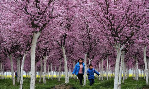 „Chūnfēn“ – chinesische Traditionen zum Frühlingsäquinoktium
