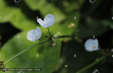 皇冠草,花卉,植物花草,摄影素材,汇图网www.huitu.com