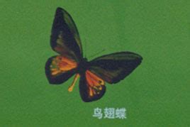 宝岛台湾蝴蝶展 - 全国农业展览馆（中国农业博物馆） - 全国农业展览馆
