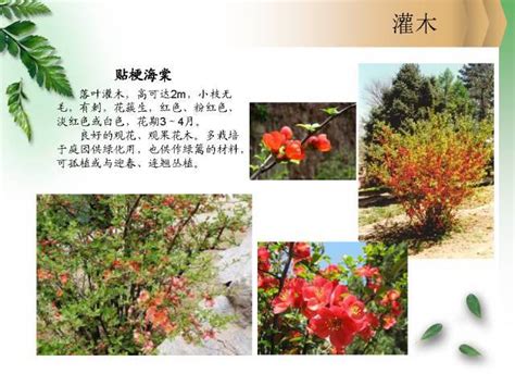 园林常用灌木,园林常用地被植物,52种常见灌木图片名称(第3页)_大山谷图库
