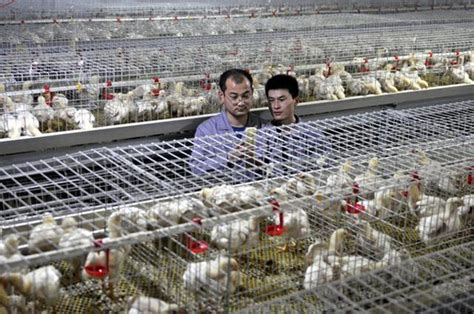 养鸡技术：肉鸡中后期饲养管理要点，特别这三点不能忽视！_养殖