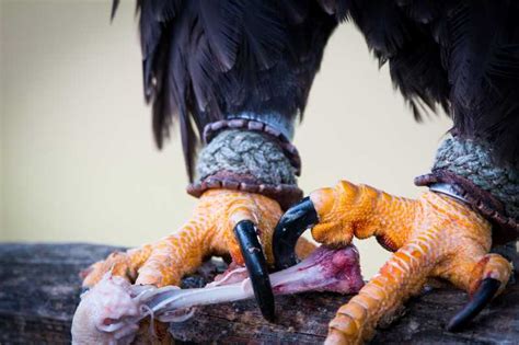鹰图片-鹰的爪子素材-高清图片-摄影照片-寻图免费打包下载