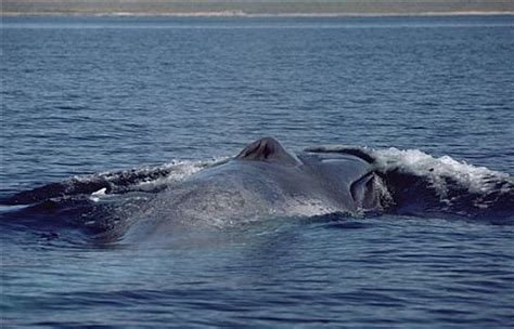蓝鲸浮出水面，斯里兰卡。视频素材_ID:VCG42N1193523051-VCG.COM
