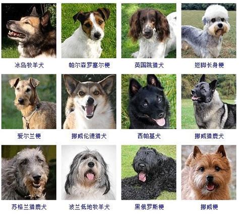 如何给狗狗起名字，六种常见狗狗起名方法，让你起好名字_主人