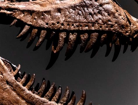 美国将拍卖一具恐龙化石骨架：高3米 估价800万美元（图）_国际聚焦_天下_新闻中心_台海网