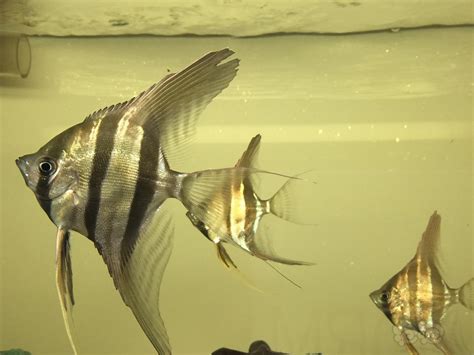 好养的小型热带观赏鱼（强烈推荐这七种小鱼） - 胖萌舍宠物网