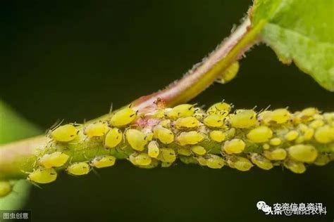 蚜虫的资料有哪些（蚜虫的生长特点、危害症状和防治方法） | 说明书网