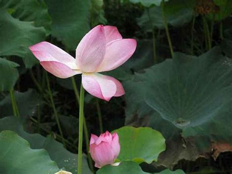 印象汉川)清水出芙蓉 天然去雕饰摄影图片】生态摄影_太平洋电脑网摄影部落