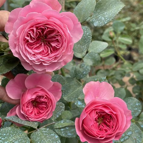欧洲月季瑞典女王月季中大苗灌木丰大勤花粉红色月季庭院阳台花卉-阿里巴巴