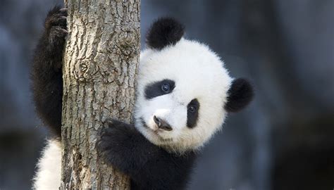 多亏了中国人的保护 大熊猫不再是濒危物种了|界面新闻 · 天下