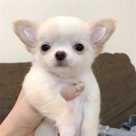 绿头发非主流狗子头像