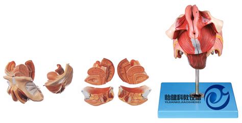 女性生殖器官结构模型,YJ/A15105-上海怡健医学