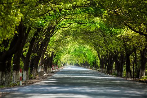 绿树成荫的道路高清图片下载-正版图片500755915-摄图网