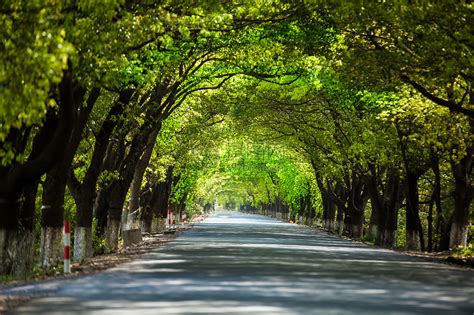 仰拍绿树成荫林荫大道林间小路合集_3840X2160_高清视频素材下载(编号:6728481)_实拍视频_光厂(VJ师网) www.vjshi.com