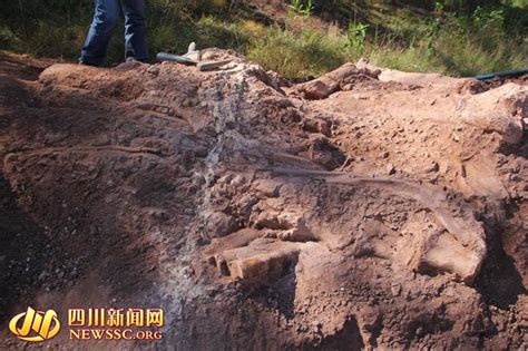 四川省凉山州会理县发现植食性蜥脚类恐龙化石 - 神秘的地球 科学|自然|地理|探索