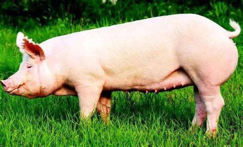 大白猪是什么品种？生长及繁殖性能怎么样？ - 惠农网