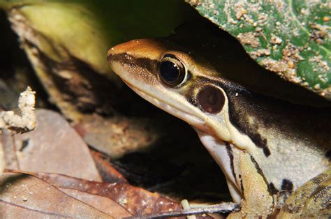 【沼蛙摄影图片】野外田地生态摄影_太平洋电脑网摄影部落