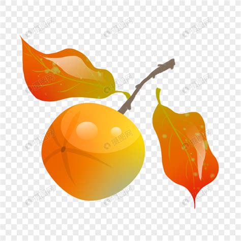 秋天熟透了的柿子高清图片下载-正版图片500641737-摄图网