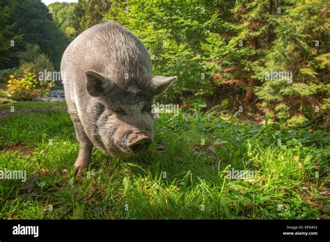 8 largest pig breeds in the world - An online magazine about style ...
