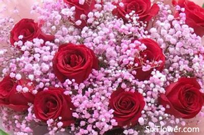 满天星与红玫瑰搭配的图片-六朵花
