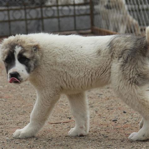 纯种中亚牧羊犬幼犬多少钱一只 最低2000元 - 神奇评测