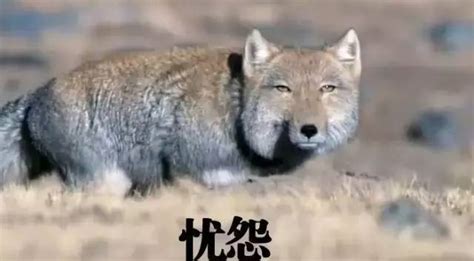 藏狐表情图片