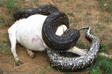 蛇吃人的图片_蛇的图片_毒蛇网