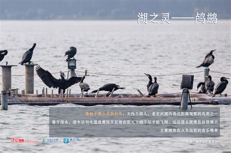 “鹭汀凫渚，湖舟唱晚”，玄武湖精灵们回来过冬了_江苏国际在线