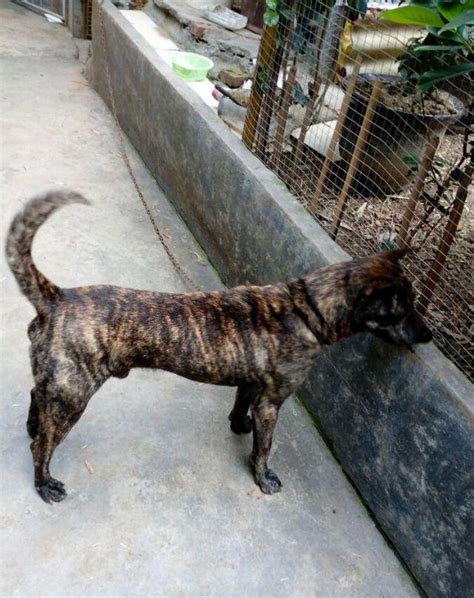 中国最霸气的一种田园犬！曾被誉为“狗王”，现在却被人毁了_斑犬