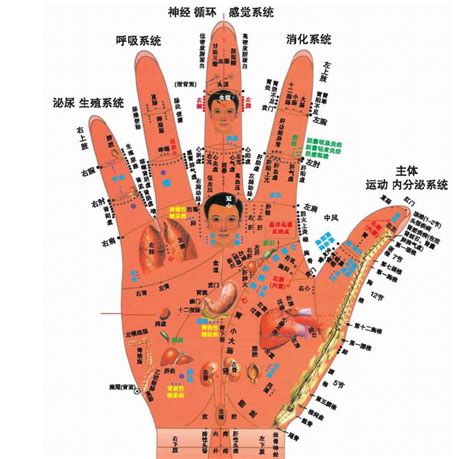 中医24种手诊图，堪比X光线，揭示你的身心健康