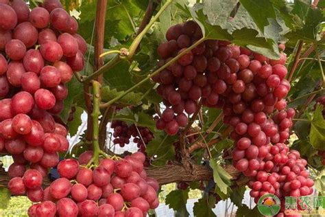 寒香蜜葡萄品种介绍 - 惠农网