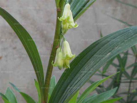 小玉竹Polygonatum humile-花卉图片网