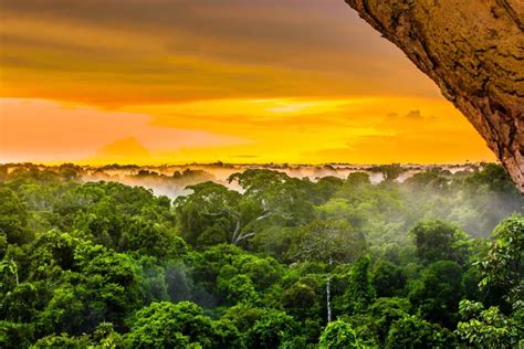 科学网—回忆亚马孙热带雨林考察之二：走进法国努里格生态考察站 - 高登义的博文