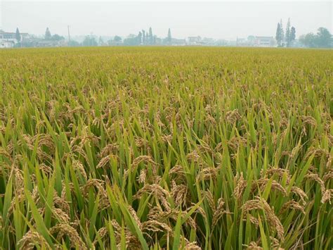 可以让水稻高产又好吃的“神奇基因”被发现——人民政协网