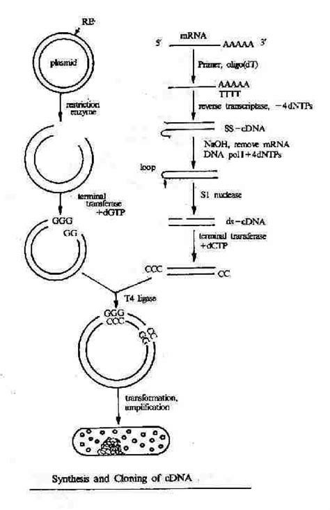 Cas9 基因敲除载体构建_百趣生物-代谢组学-蛋白质组学-转录组测序-多组学联合分析