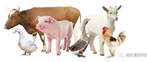 猪牛羊都有人吃，为啥没人吃马肉？_腾讯视频