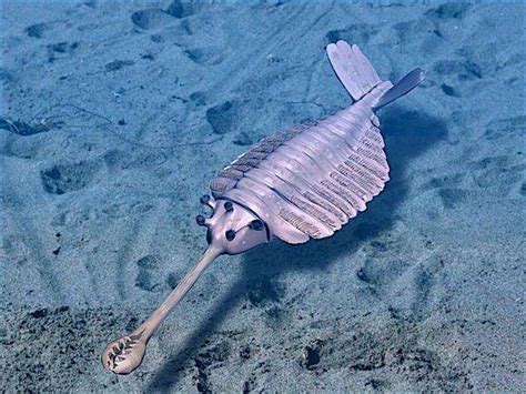 潜入深海 探秘那些你未曾见过的怪异鱼类_旅游频道_凤凰网