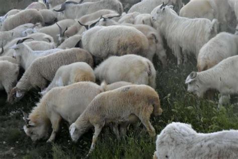 2022农村养羊赚钱吗（养多少羊可以年收入10万元）_玉环网