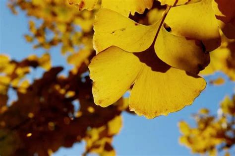 简约文艺黄色 | 秋季秋天 | 散文诗歌模板-样式模板素材-135平台