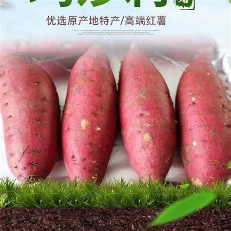 玛莎莉红薯苗日本高端蜜薯脱毒薯苗亩产6000斤