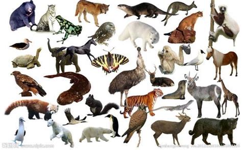 100种常见动物的图片 20种动物图片(4)_配图网