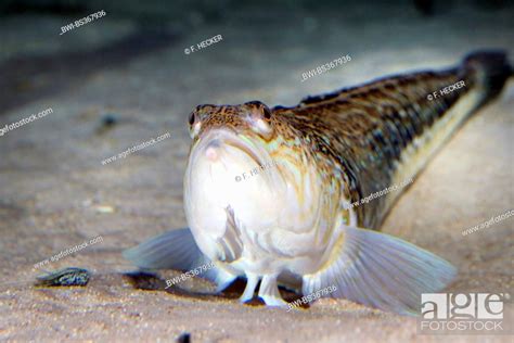 great weever, greater weever (Trachinus draco), on the ground, Stock ...