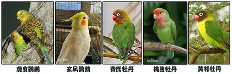 Ara、鹦鹉、黄色的金刚鹦鹉 - 免费可商用图片 - cc0.cn
