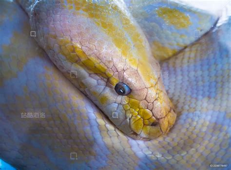 黄金蟒蛇,陆地动物,动物摄影,摄影素材,汇图网www.huitu.com