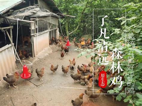 2020年清远鸡价格多少钱一斤？养殖前景怎样？（附养殖技术） - 惠农网