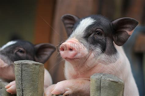 猪有哪些品种，包括杜洛克、成华猪、大白猪、长白猪等种类 - 农宝通