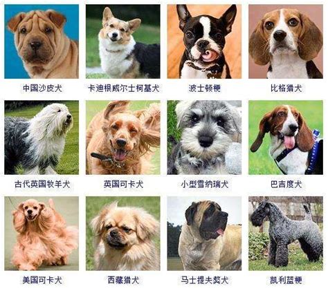 名犬价格表,72种名犬小犬,名犬_大山谷图库